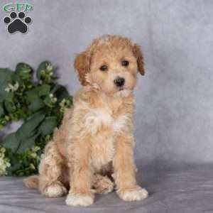 Buster, Bich-Poo Puppy